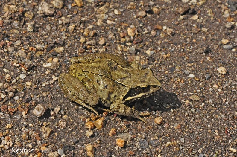 Grasfrosch (Rana temporaria)